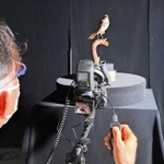 鳥類剥製の写真撮影の様子