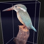フォトグラメトリによるカワセミの本剥製の３Ｄモデル