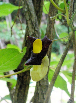 牧野富太郎が命名したアリマウマノスズクサ
