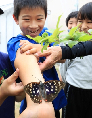 手から腕へ上がってくるオオムラサキに歓声を上げる児童＝川西市萩原台西３