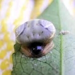 鳥のふんに似ていることから、ユニークな和名がついたクモ「オオトリノフンダマシ」