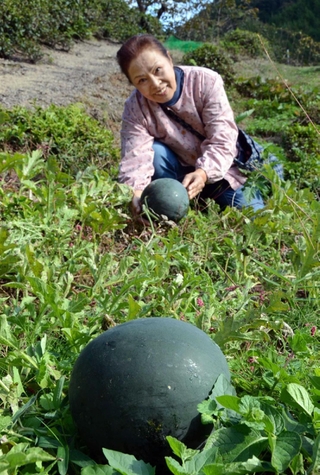 茶畑の敷地内で自然と育ったスイカ＝三田市母子