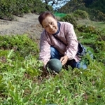 茶畑の敷地内で自然と育ったスイカ＝三田市母子