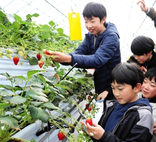 イチゴ狩りを楽しむ子どもたち＝三田市須磨田