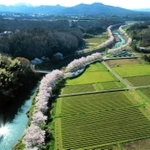 武庫川沿いに咲く桜並木（提供）