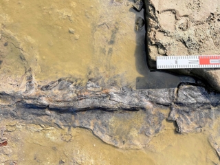 立ち株状化石より下の層で見つかった横にのびる木材化石