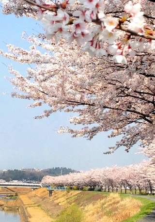 桜の高齢化などが課題となっている並木道（三田市提供）