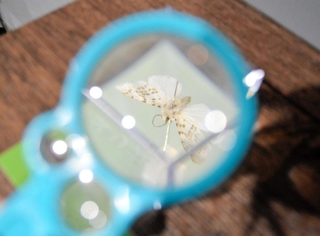 標本を虫眼鏡でのぞくこともできる<P>　