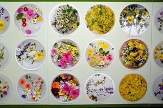 園児たちが作った「おはな　ぷかぷか」の写真。身近な植物を水に浮かべた