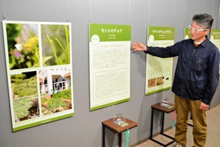 モンシロチョウなど海外からやってきた動植物について話す八木剛主任研究員＝いずれも県立人と自然の博物館