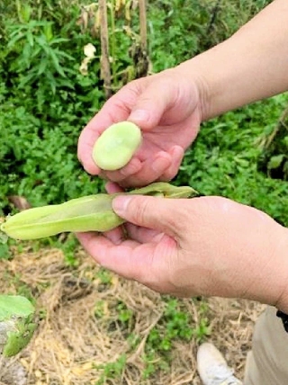 行基ゆかりの「富松一寸ソラマメ」