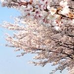 桜の高齢化などが課題となっている並木道（三田市提供）