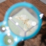 標本を虫眼鏡でのぞくこともできる<P>　