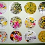 園児たちが作った「おはな　ぷかぷか」の写真。身近な植物を水に浮かべた