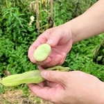 行基ゆかりの「富松一寸ソラマメ」