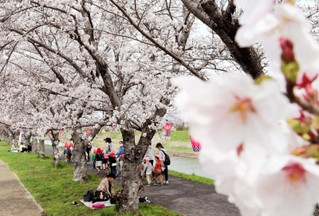 見頃を迎えた武庫川沿いの桜＝三田市天神１