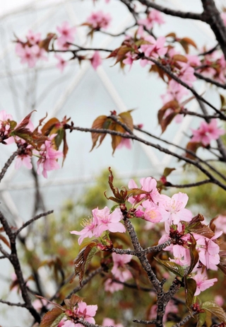 １１年連続で開花した伊丹市立こども文化科学館の「宇宙桜」＝伊丹市桑津３