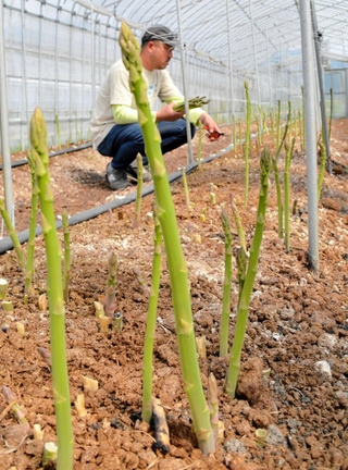 すくすくと成長し、収穫を待つ「さんだ春アスパラガス」＝三田市須磨田