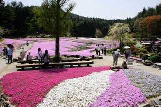 観光園「花のじゅうたん」＝三田市永沢寺（三田市観光協会提供）