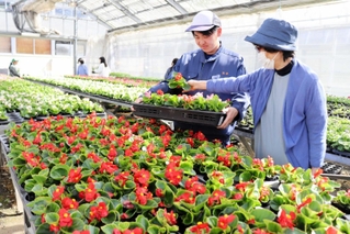 色とりどりの花苗が並ぶハウス内で、苗選びを手伝う生徒＝三田市天神２、有馬高校