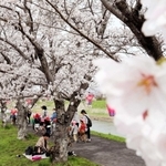見頃を迎えた武庫川沿いの桜＝三田市天神１