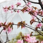 １１年連続で開花した伊丹市立こども文化科学館の「宇宙桜」＝伊丹市桑津３