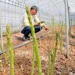 すくすくと成長し、収穫を待つ「さんだ春アスパラガス」＝三田市須磨田