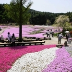 観光園「花のじゅうたん」＝三田市永沢寺（三田市観光協会提供）