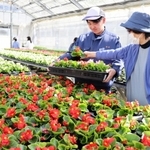 色とりどりの花苗が並ぶハウス内で、苗選びを手伝う生徒＝三田市天神２、有馬高校