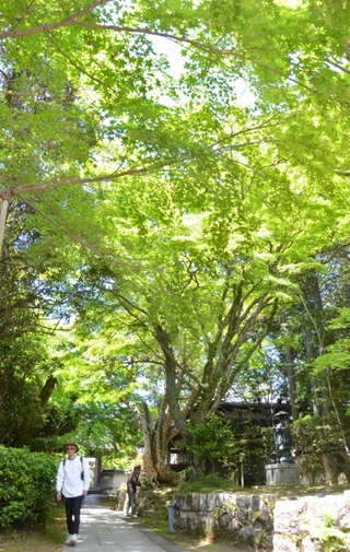新緑が映える花山院菩提寺の境内＝三田市尼寺