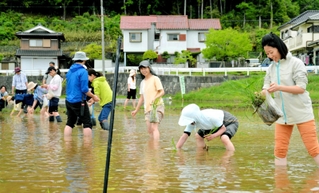 マコモの苗を手作業で植えていく参加者たち＝三田市上井沢