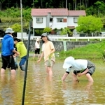 マコモの苗を手作業で植えていく参加者たち＝三田市上井沢