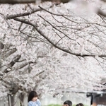 「桜×人」部門の大賞作品「可愛く撮ってね！」（提供）
