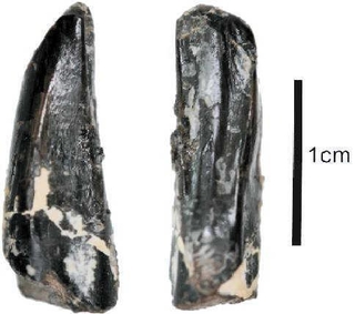 ひとはく研究員だより＞久保田克博研究員 恐竜の歯、丹波に眠る「多様