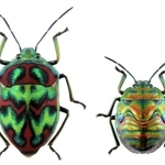 ニシキキンカメムシの成虫（左）と終齢幼虫（右）。成虫の体長は２センチ足らず