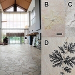 Ａ＝丹波篠山市民センター、Ｂ＝ウミユリの化石、Ｃ＝アンモナイトと思われる化石、Ｄ＝しのぶ石
