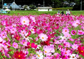 見頃を迎え、畑一面に広がるコスモス＝三田市波豆川