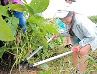 大きなはさみで黒大豆枝豆を収穫する児童＝三田市志手原
