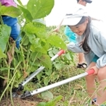 大きなはさみで黒大豆枝豆を収穫する児童＝三田市志手原
