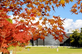 赤く色づいたイロハモミジ＝深田公園