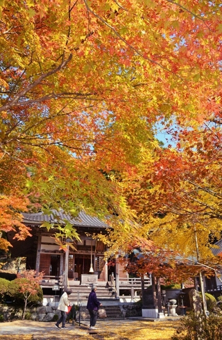 境内を彩るモミジ＝花山院菩提寺