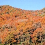 コナラ、アベマキの多い晩秋の里山＝三田市内