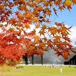 赤く色づいたイロハモミジ＝深田公園
