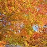 境内を彩るモミジ＝花山院菩提寺