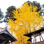 梵鐘の横で色づくイチョウ＝景福寺