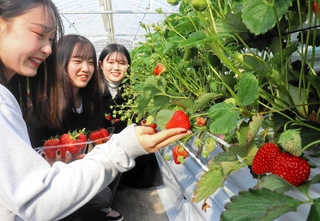 イチゴ狩りを楽しむ大阪成蹊大学の学生たち＝三田市福島、新さんだ農園いな岡