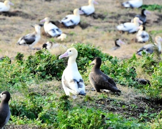 繁殖コロニー内のアホウドリ