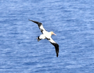 海上を飛ぶアホウドリ