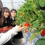 イチゴ狩りを楽しむ大阪成蹊大学の学生たち＝三田市福島、新さんだ農園いな岡