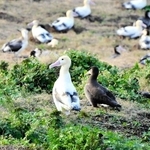 繁殖コロニー内のアホウドリ